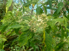 Tarenna