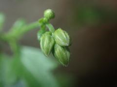 Fleischmannia sonorae