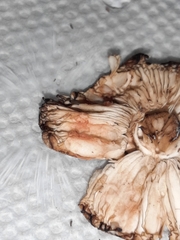 Lepiota castanescens