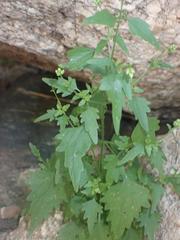 Fleischmannia sonorae