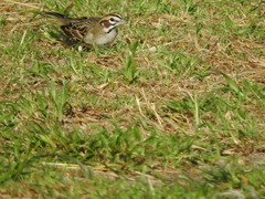 Chondestes grammacus