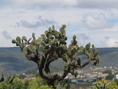 Opuntia leucotricha