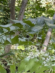 Polygonatum × hybridum