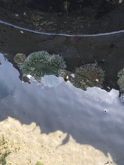 Anthopleura elegantissima