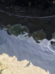 Anthopleura elegantissima