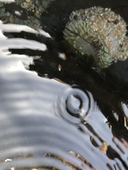 Anthopleura elegantissima