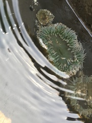 Anthopleura elegantissima