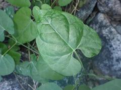 Gonolobus arizonicus