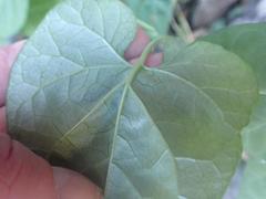 Gonolobus arizonicus