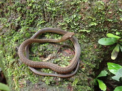 Dendrophidion percarinatum