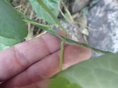 Gonolobus arizonicus