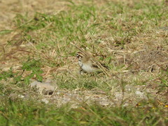 Chondestes grammacus