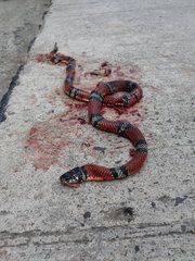 Erythrolamprus bizona