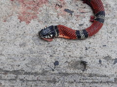 Erythrolamprus bizona