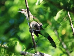 Quiscalus nicaraguensis