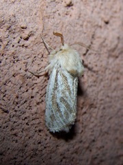 Comadia henrici
