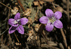 Campanula mollis