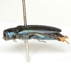 Agrilus acutipennis