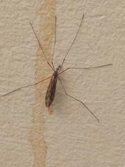 Insecta
