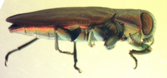 Chrysobothris purpureovittata