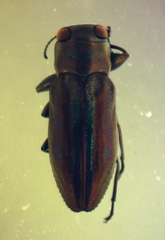 Chrysobothris purpureovittata