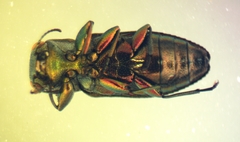 Chrysobothris purpureovittata