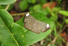 Emesis fastidiosa
