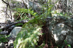 Cyathea dregei