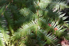 Cyathea dregei