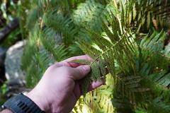 Cyathea dregei