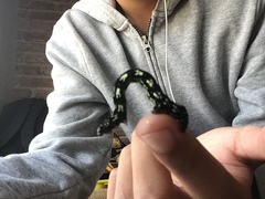 Acronyctodes mexicanaria