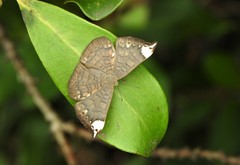 Emesis fastidiosa