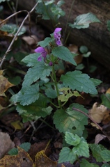Lamium maculatum