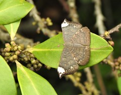 Emesis fastidiosa