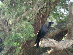 Corvus splendens