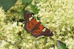 Myscelus santhilarius