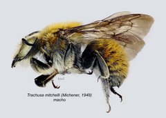 Trachusa mitchelli