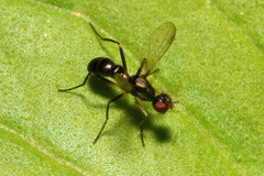Nemopoda nitidula