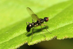 Nemopoda nitidula