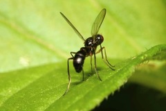 Nemopoda nitidula