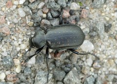 Calosoma maderae