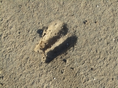 Boselaphus tragocamelus