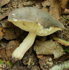 Russula grisea