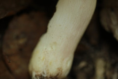 Russula grisea