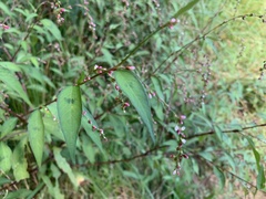 Persicaria pubescens