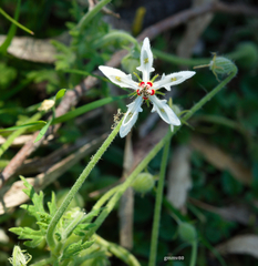 Blumenbachia insignis