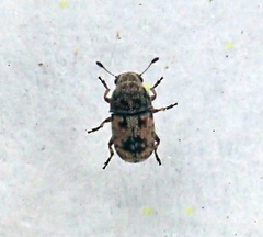 Eusphyrus rectus