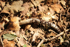 Cortinarius livido-ochraceus