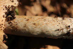 Cortinarius livido-ochraceus