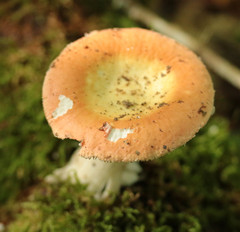 Russula aurora